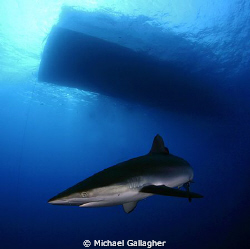 Silky shark under the Royal Evolution, Sudan by Michael Gallagher 